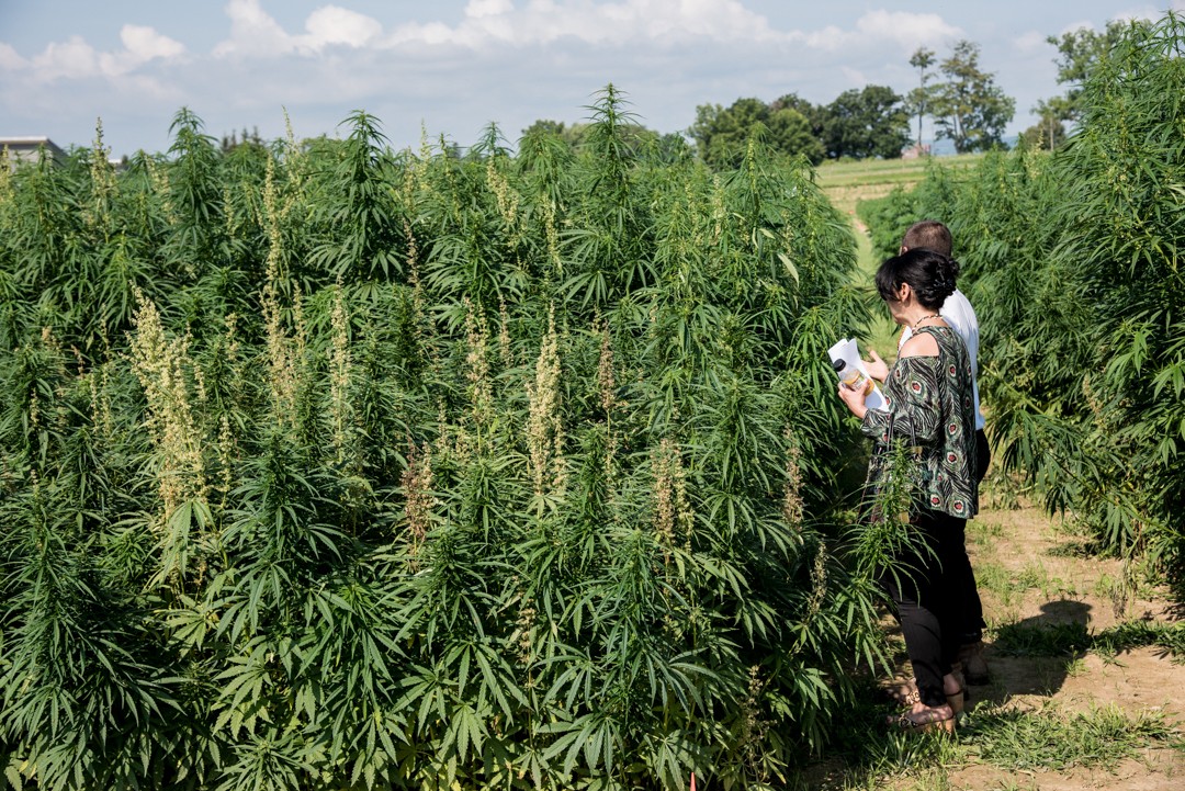 Как вырастить коноплю на урале марихуана легализация в сша