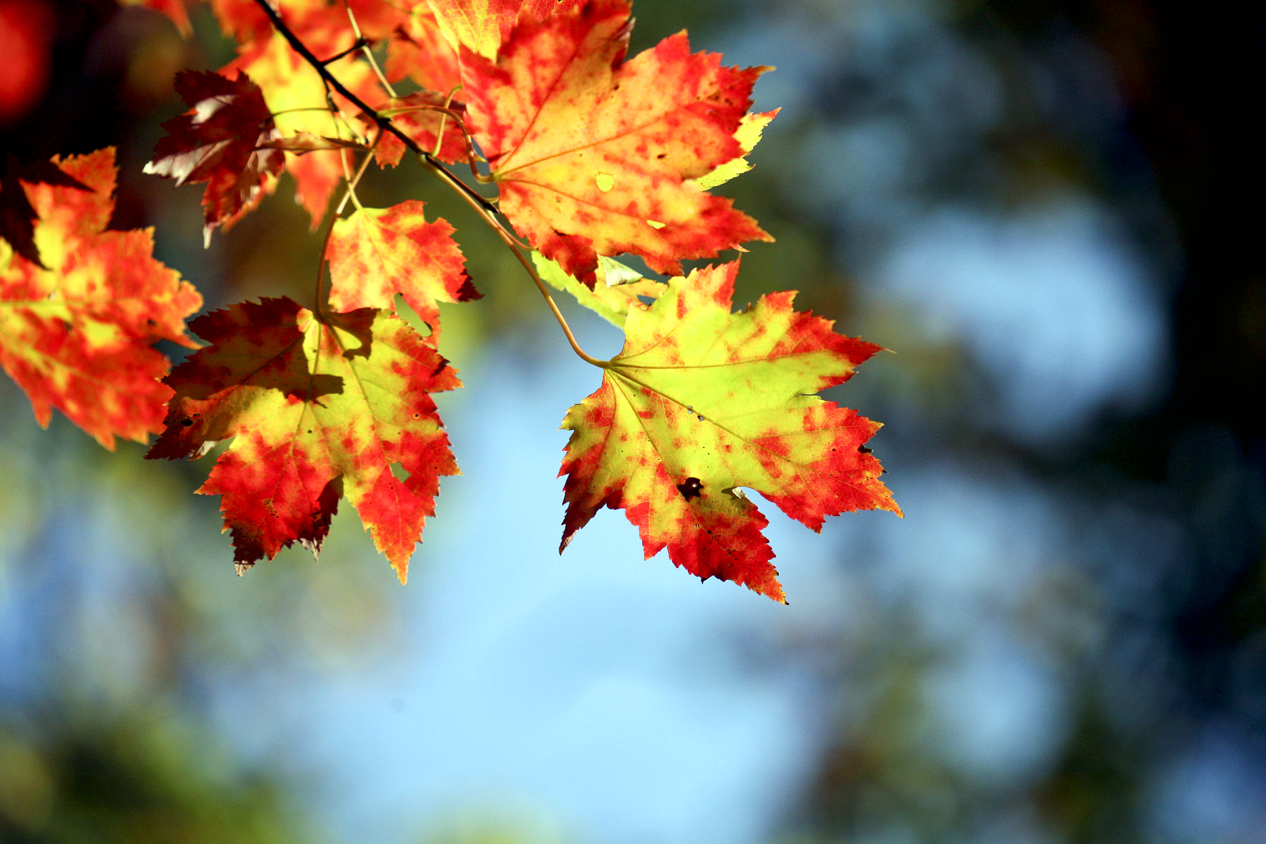 Understanding Autumn Foliage Colorations: The Science Behind Leaf Color  Change | The Cornell Daily Sun